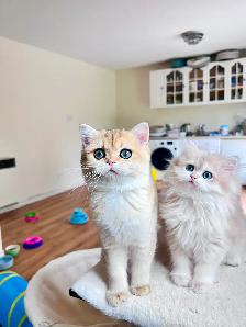 Magnifique petite femelle British Shorthair – LaMajeur Cattery - Photo 4