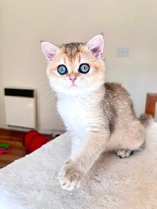 Magnifique petite femelle British Shorthair – LaMajeur Cattery - Photo 6