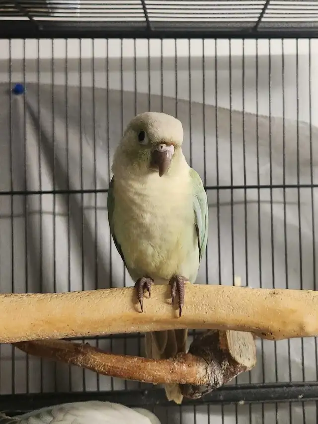Mint Green Cheek Conure Baby