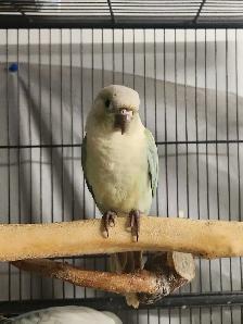 Mint Green Cheek Conure Baby