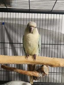 Mint Green Cheek Conure Baby - Photo 2