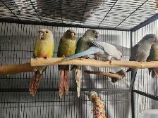 Mint Green Cheek Conure Baby - Photo 4