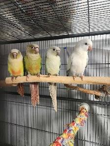 Mint Green Cheek Conure Baby - Photo 5