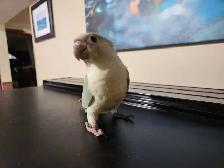 Mint Green Cheek Conure Baby - Photo 6