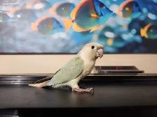 Mint Green Cheek Conure Baby - Photo 7