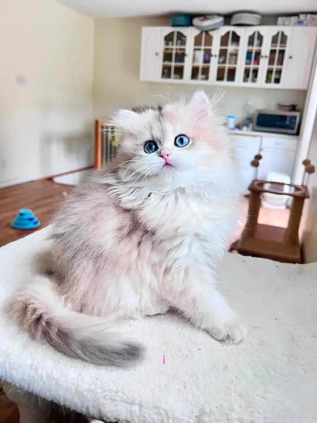Blue Golden Chinchilla kitten/British Longhair/ LaMajeur Cattery