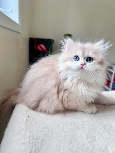 Blue Golden Chinchilla kitten/British Longhair/ LaMajeur Cattery - Photo 3