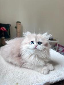 Blue Golden Chinchilla kitten/British Longhair/ LaMajeur Cattery - Photo 4
