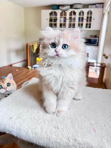 Blue Golden Chinchilla kitten/British Longhair/ LaMajeur Cattery - Photo 6