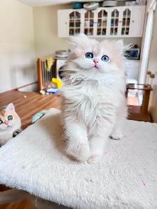 Blue Golden Chinchilla kitten/British Longhair/ LaMajeur Cattery - Photo 7