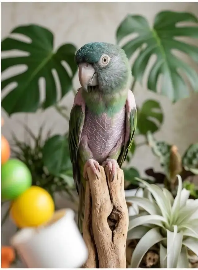 Conure tête bleu