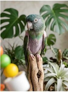 Conure tête bleu