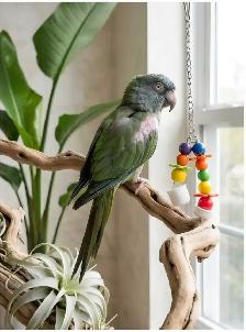 Conure tête bleu - Photo 2
