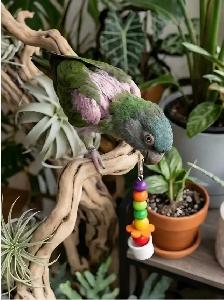Conure tête bleu - Photo 3