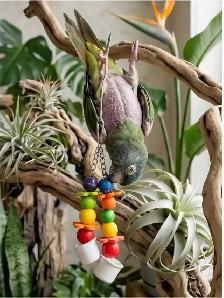 Conure tête bleu - Photo 4