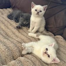 Scottish fold Siamese. Take 2 together deal. - Photo 2