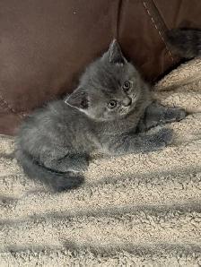 Scottish fold Siamese. Take 2 together deal. - Photo 3