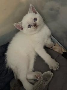 Scottish fold Siamese. Take 2 together deal. - Photo 4