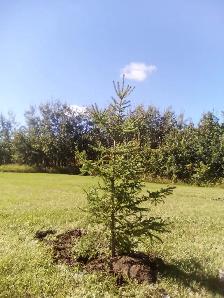 Wild Spruce Trees for Sale