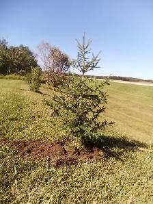 Wild Spruce Trees for Sale - Photo 2