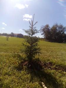 Wild Spruce Trees for Sale - Photo 3