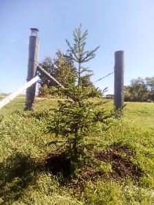 Wild Spruce Trees for Sale - Photo 4