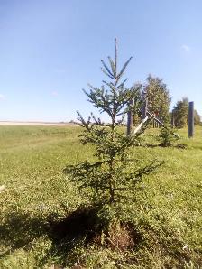 Wild Spruce Trees for Sale - Photo 5