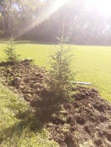 Wild Spruce Trees for Sale - Photo 6
