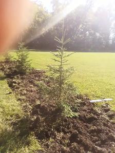 Wild Spruce Trees for Sale - Photo 7