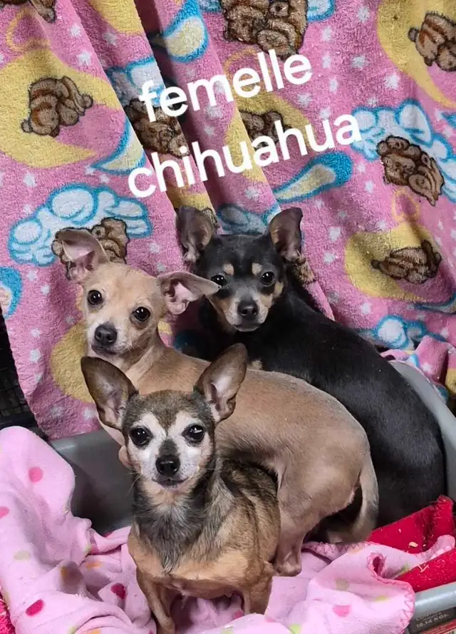 chihuahua femelle adulte