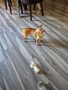 chihuahua femelle adulte - Photo 2