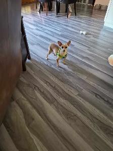 chihuahua femelle adulte - Photo 3