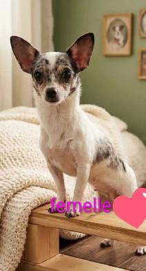 chihuahua femelle adulte - Photo 4