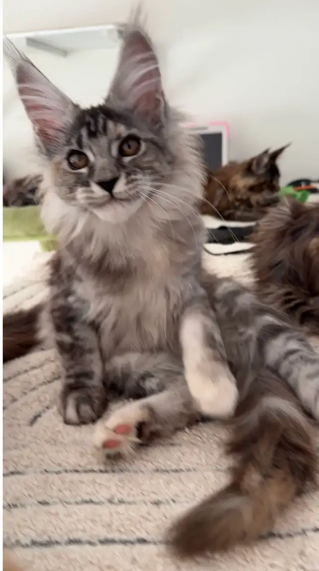 Stunning Maine Coon Kittens: Ready Now   November