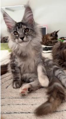Stunning Maine Coon Kittens: Ready Now   November