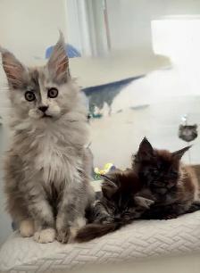 Stunning Maine Coon Kittens: Ready Now   November - Photo 3