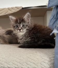 Stunning Maine Coon Kittens: Ready Now   November - Photo 4