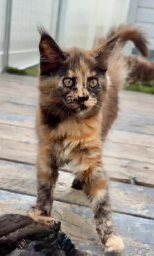 Stunning Maine Coon Kittens: Ready Now   November - Photo 5