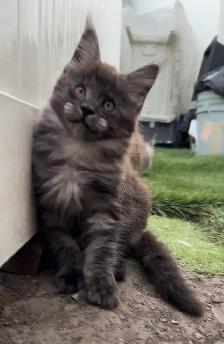 Stunning Maine Coon Kittens: Ready Now   November - Photo 8