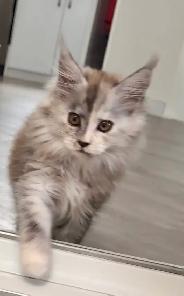 Stunning Maine Coon Kittens: Ready Now   November - Photo 10