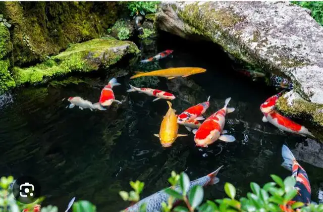 Poisson Koi