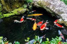 Poisson Koi