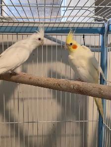 Couple cockatiel