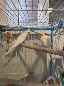 Couple cockatiel - Photo 2