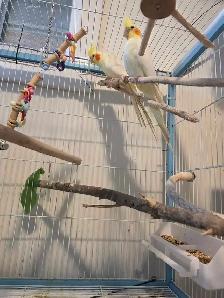 Couple cockatiel