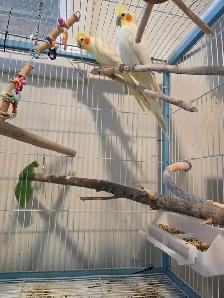 Couple cockatiel - Photo 2