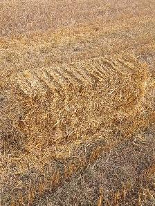 Straw Bales