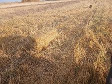 Straw Bales - Photo 2