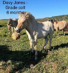 fjord Weanlings ready to go - fun calm easy winter project - Photo 2