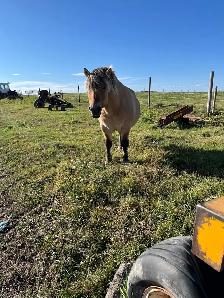 fjord Weanlings ready to go - fun calm easy winter project - Photo 3